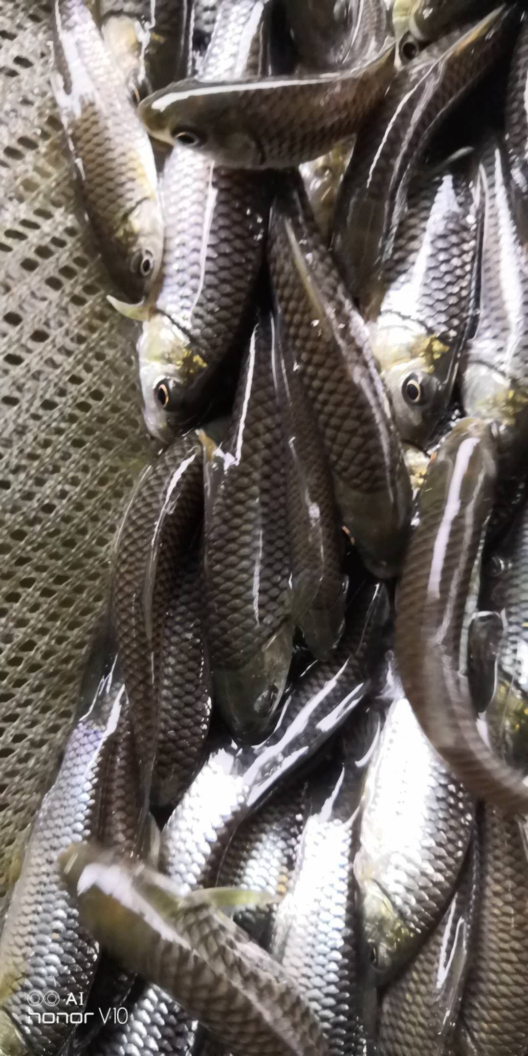 青鱼苗，青波鱼苗，岩鲤，雪鱼苗，欢迎订购。