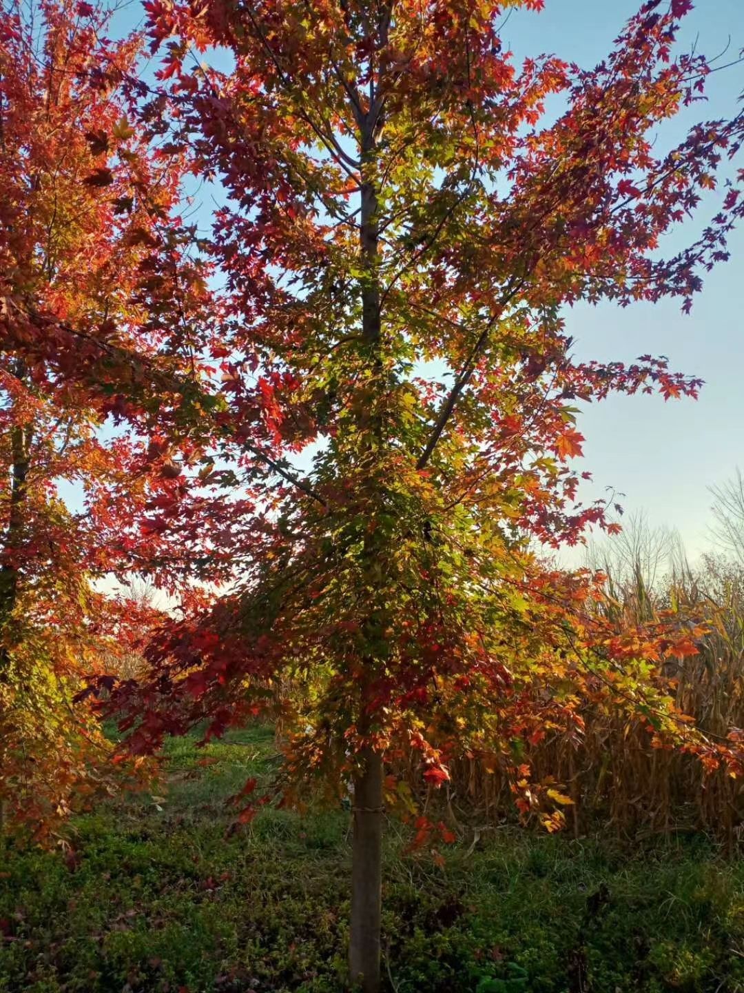 美國(guó)紅楓 