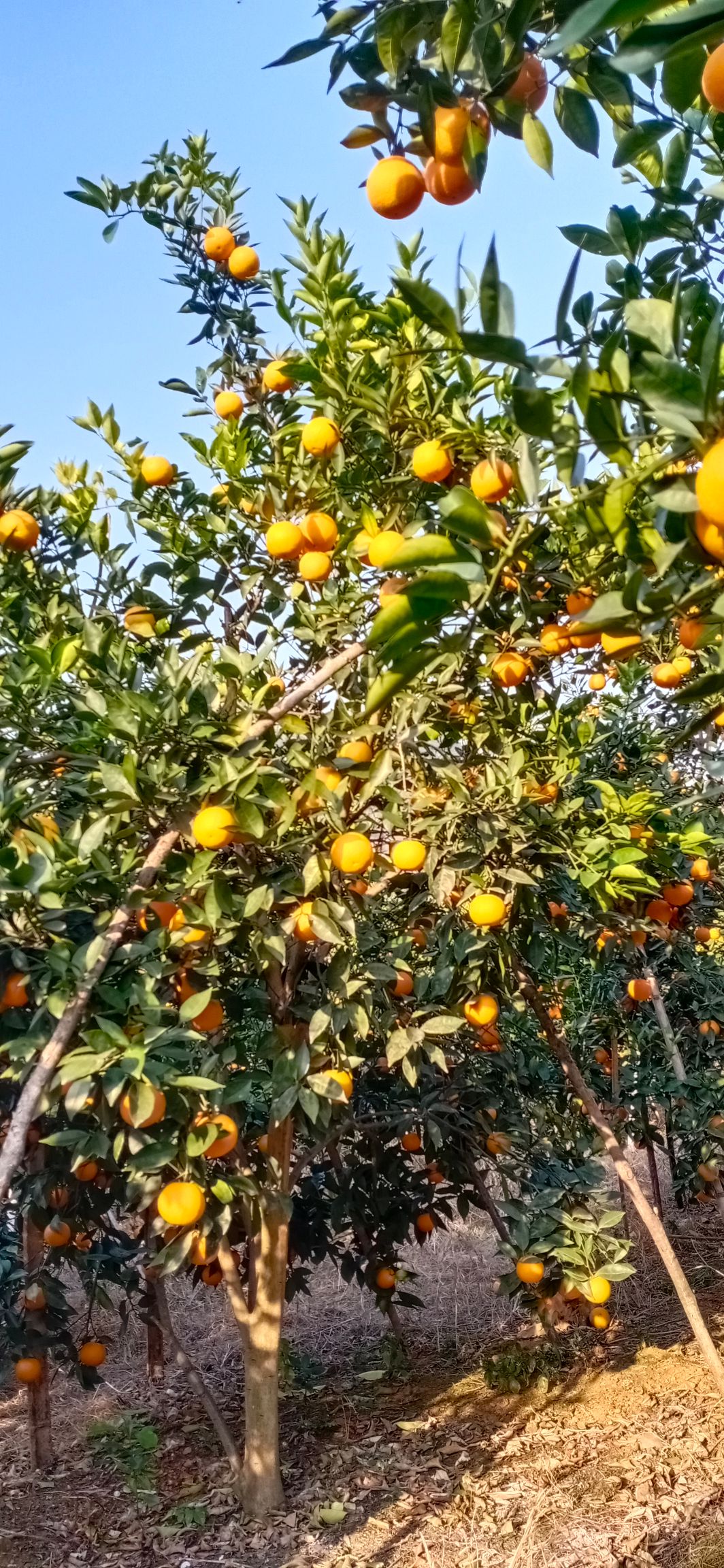 蜜香橙  好货密香橙，十万到十五万斤左右。。