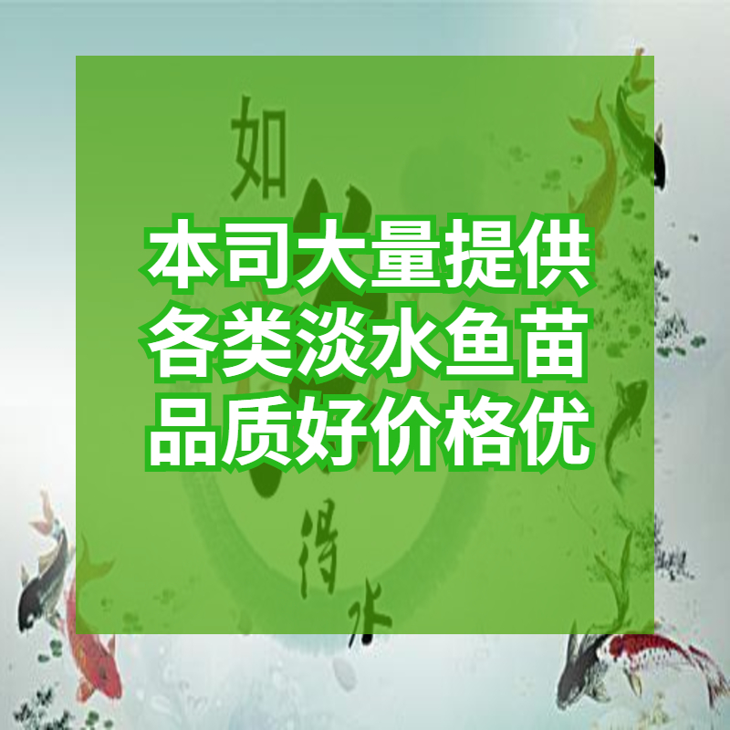 【淡水养殖】优质青竹鲩鱼苗 光倒刺鲃鱼苗  军鱼苗