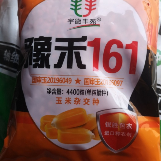 南乐县玉米种子 红轴大棒，籽粒黄色，马齿型，超高产。