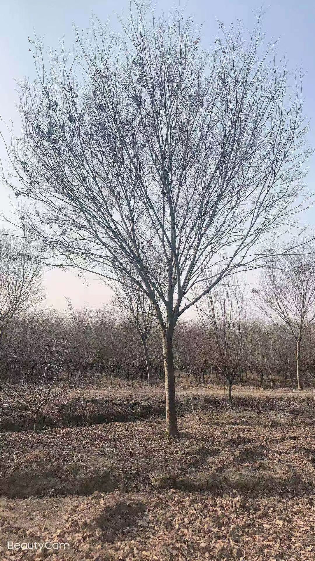 沙朴  朴树、乌桕