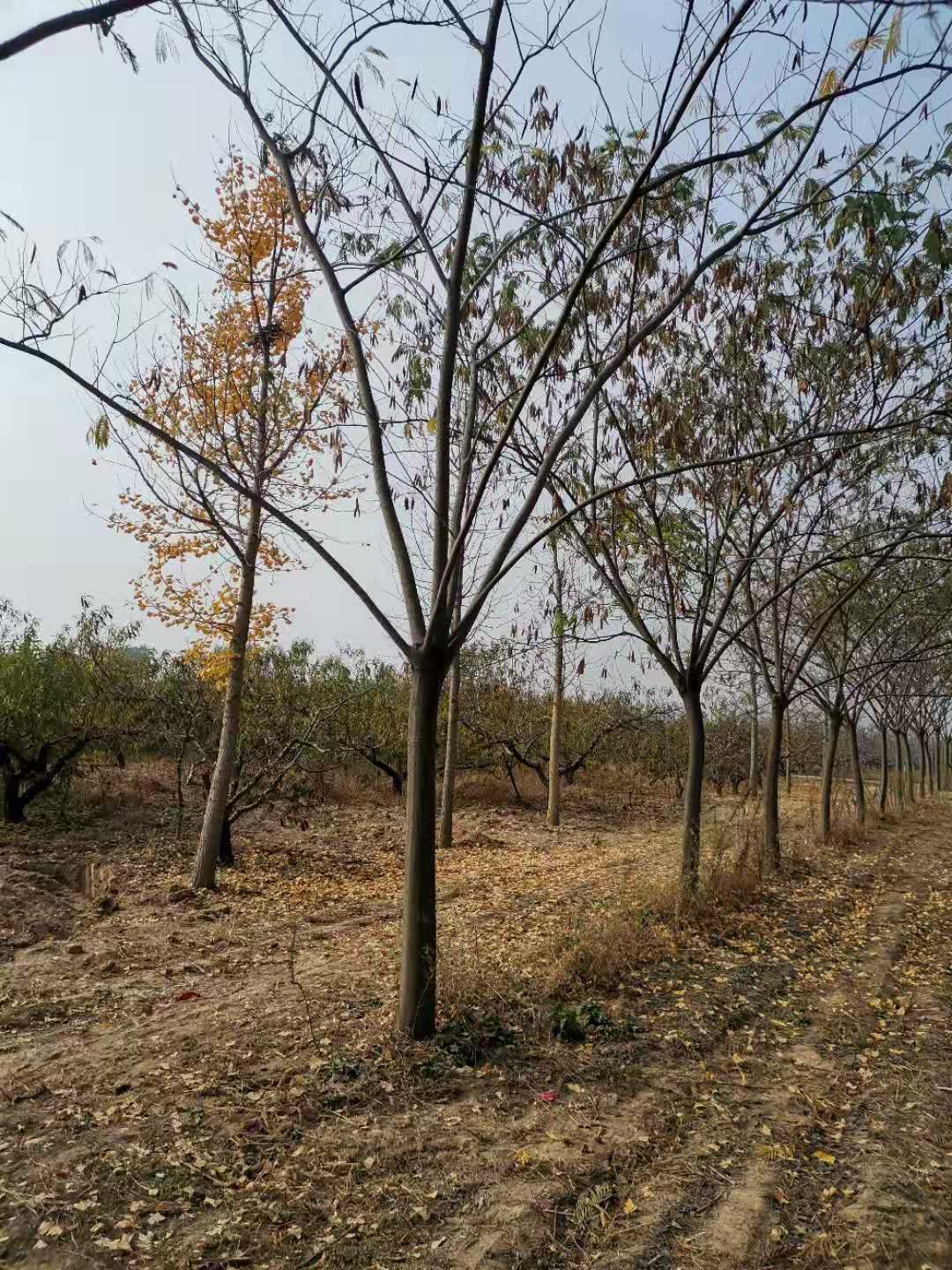 红合欢  长期供应10-----30公分合欢树