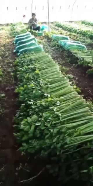 商河万亩大棚种植基地，大量供应精品西芹，货源充足，专业的工人