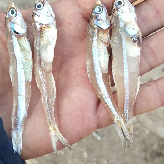 北海淡盐白帆鱼干