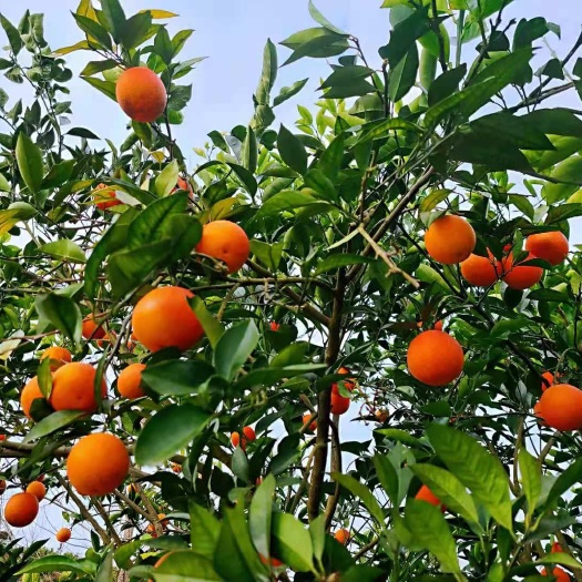 荔波县塔罗科血橙  一手货源，基地直销