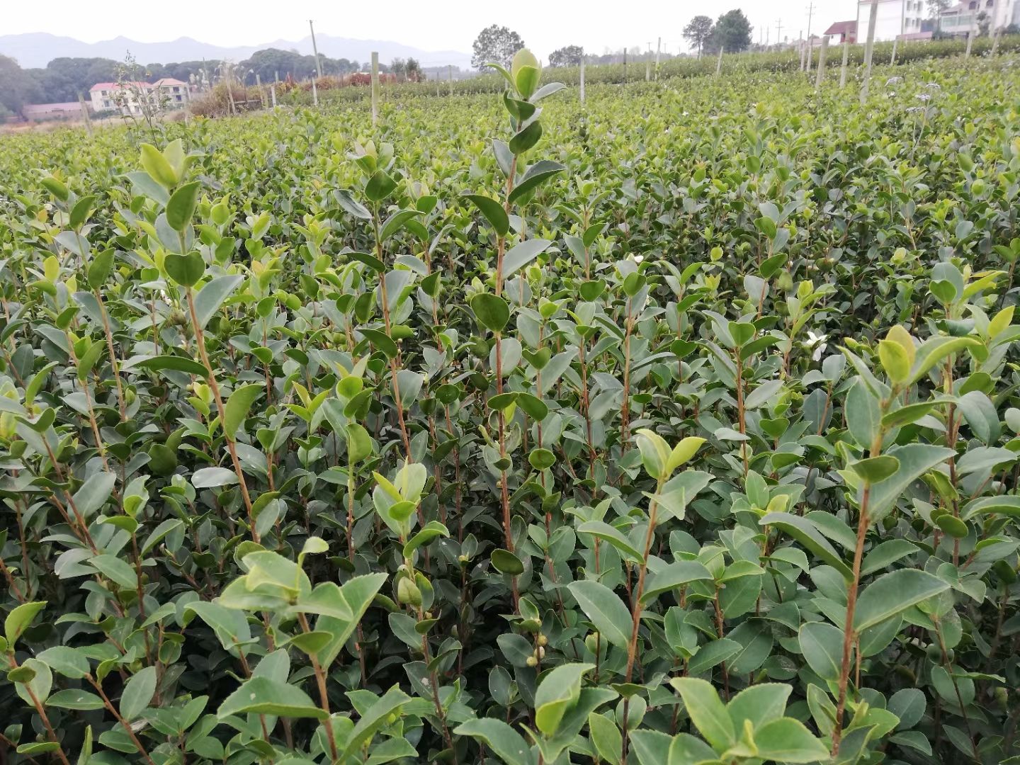 油茶树苗  油茶苗