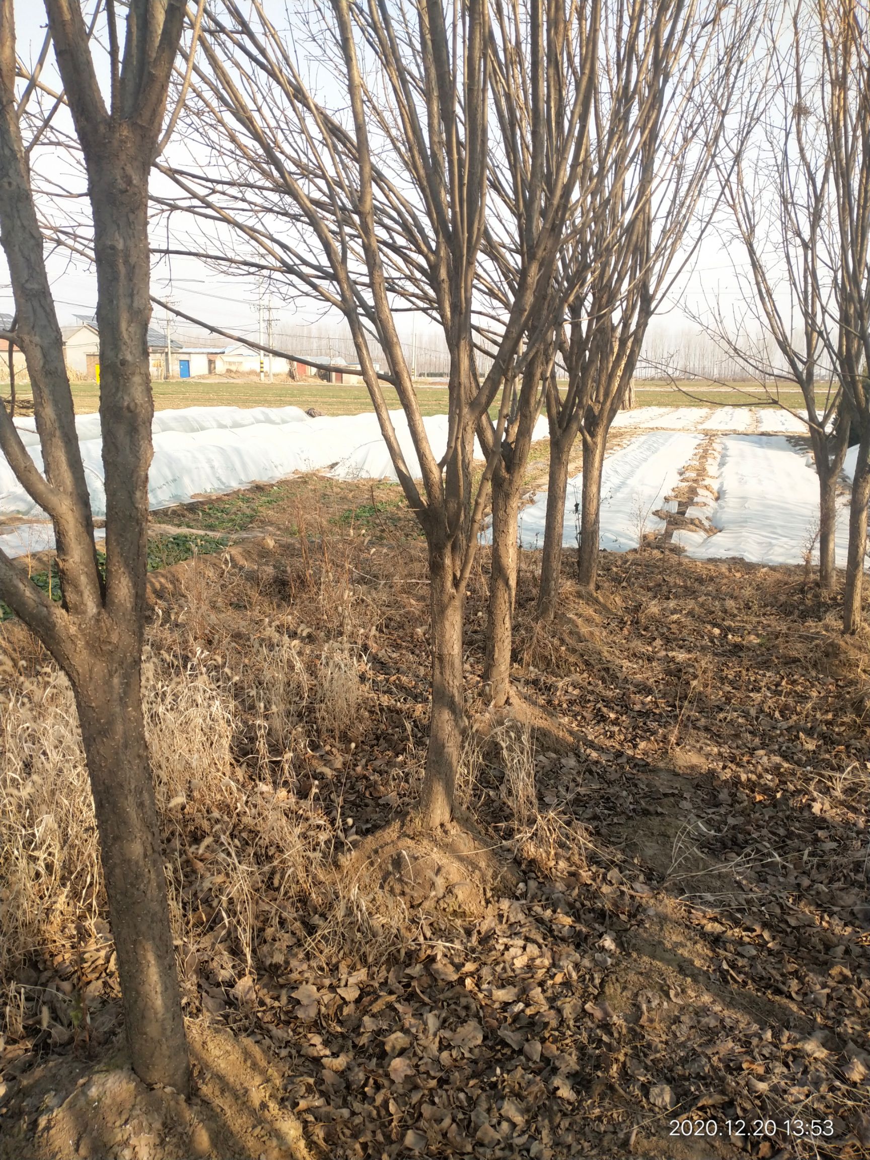 金园丁香 黄丁香 北京丁香 丁香 黄花丁香