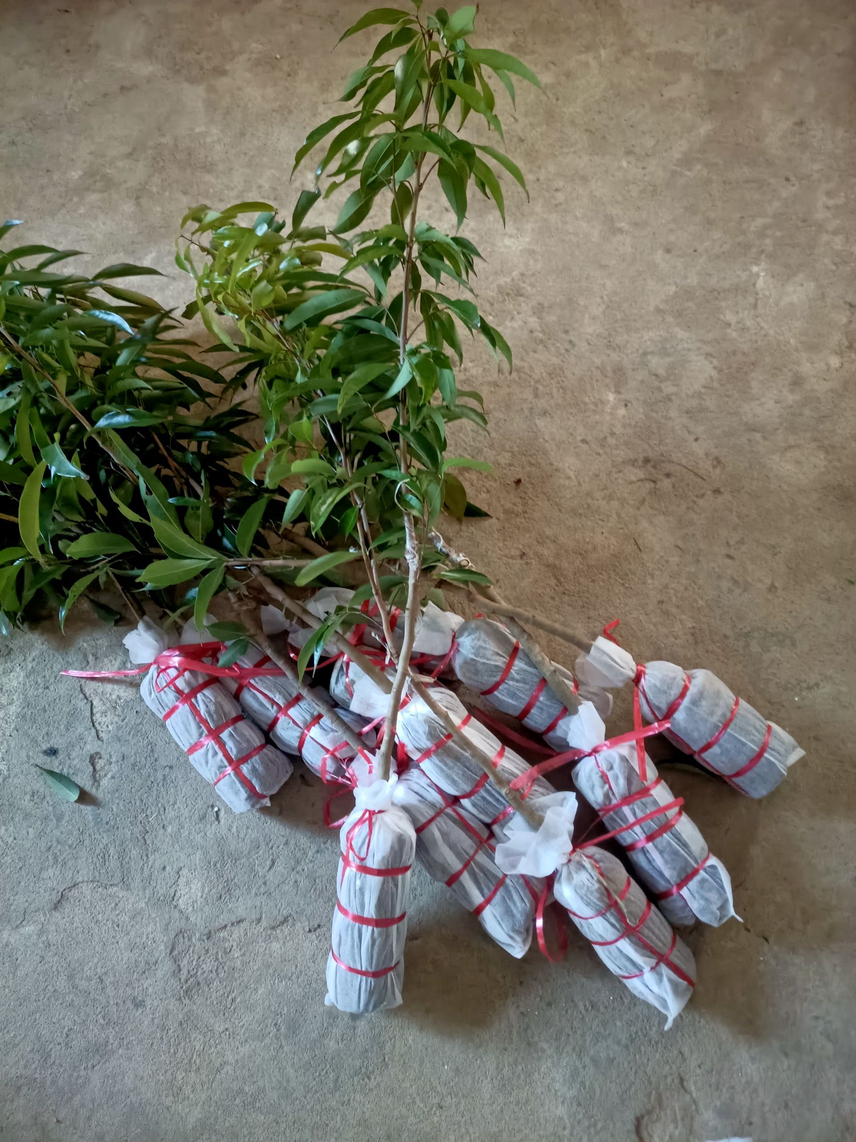 仙进奉荔枝苗  仙进俸荔枝嫁接两年苗包邮费发货
