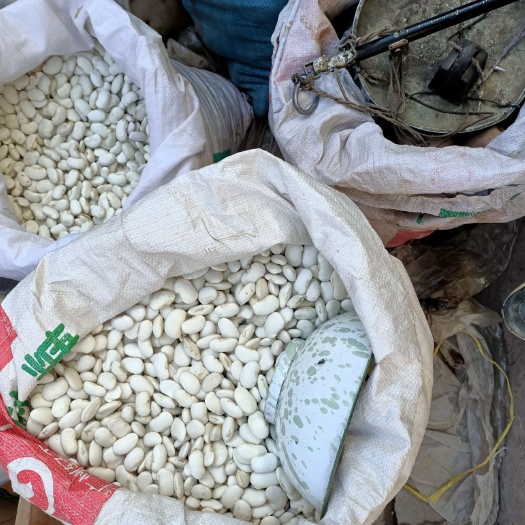 兰坪县白芸豆 白云豆大丰收