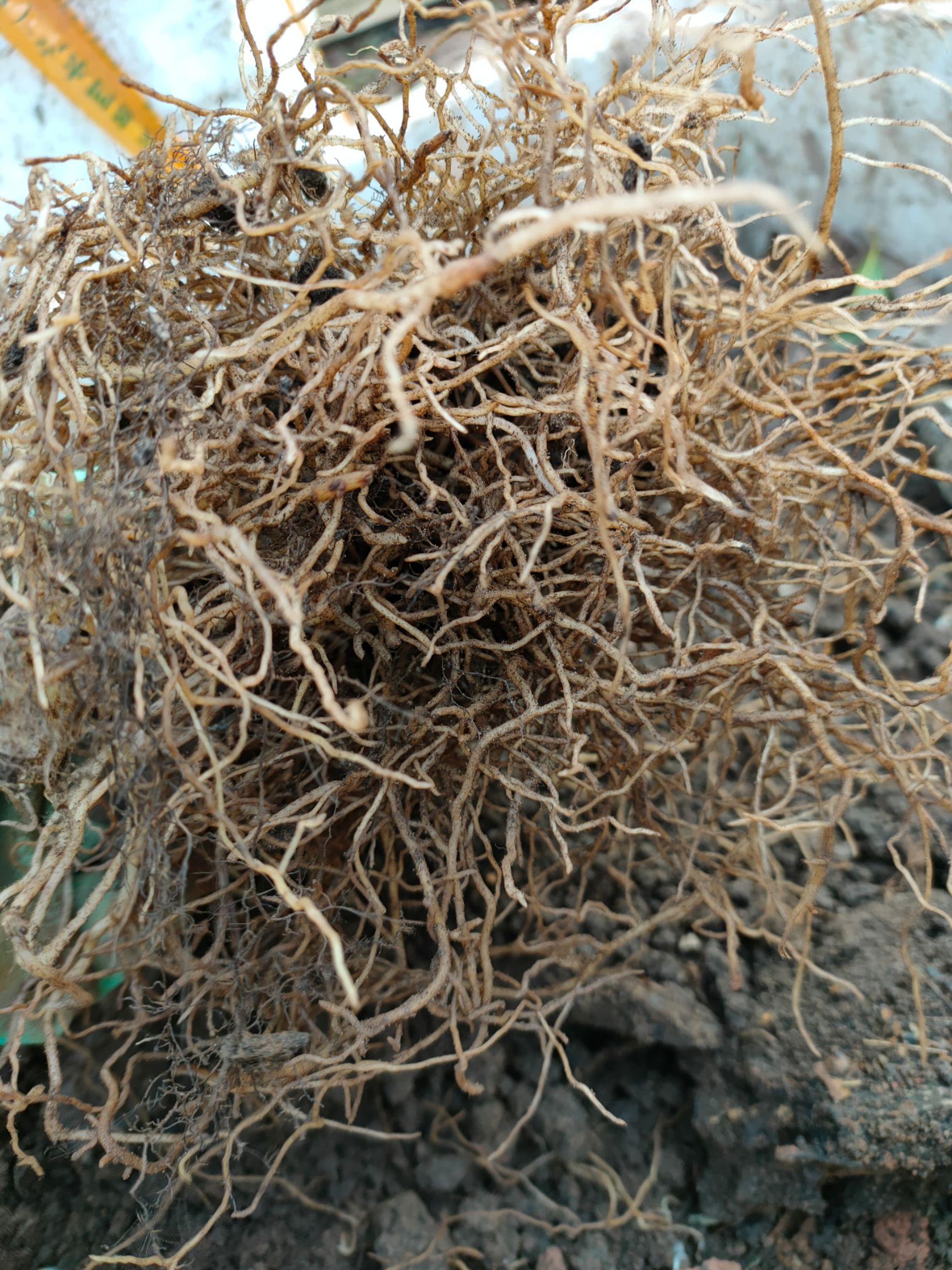 矮杆滇重楼  七叶一枝花，重楼