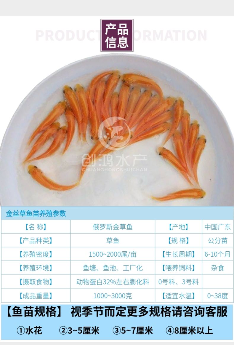 【苗场直销】俄罗斯金草鱼苗 黄金鲩鱼苗 金草鱼水花 淡水养殖