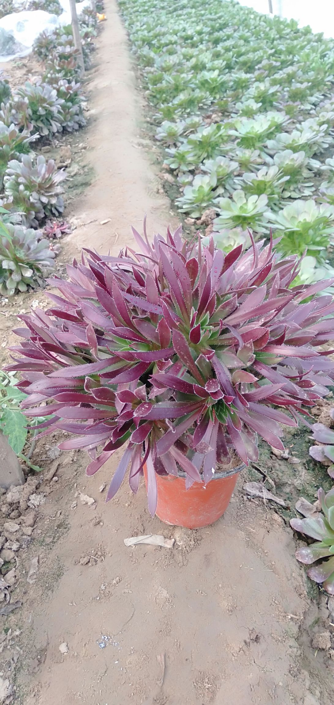 绿法师  不含运费五元一颗，法师，绿羊绒，紫羊绒，黑法师。够