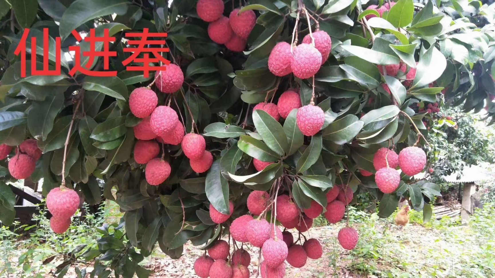 仙进奉荔枝苗  仙进俸荔枝嫁接两年苗包邮费发货