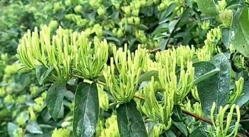 隆回县滇银金银花  嫁接扦插苗
