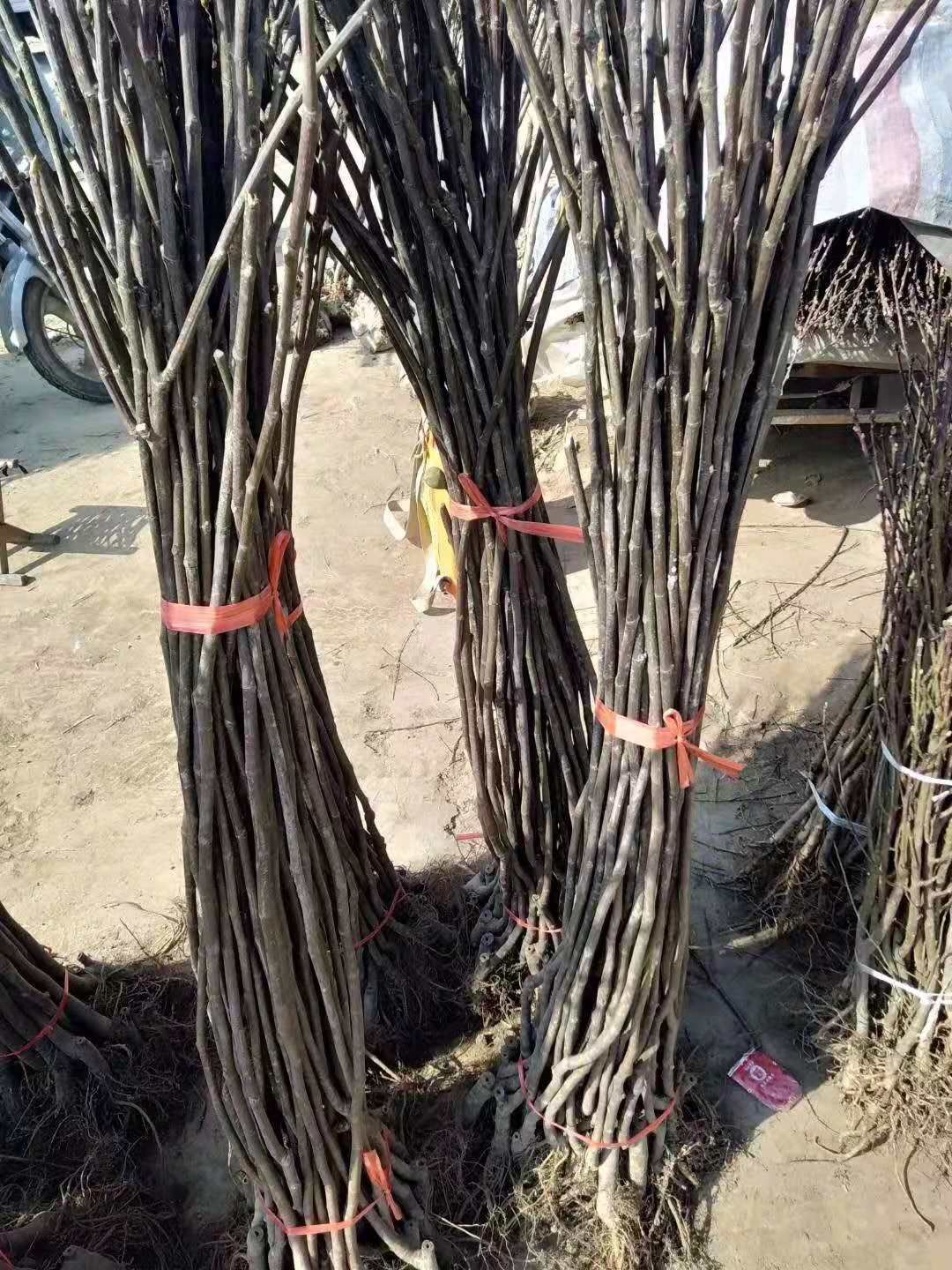 波姬红无花果苗 无花果树苗地载盆栽南方北方种植波姬红特大四季