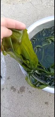 海白菜，裙带，裙带叶