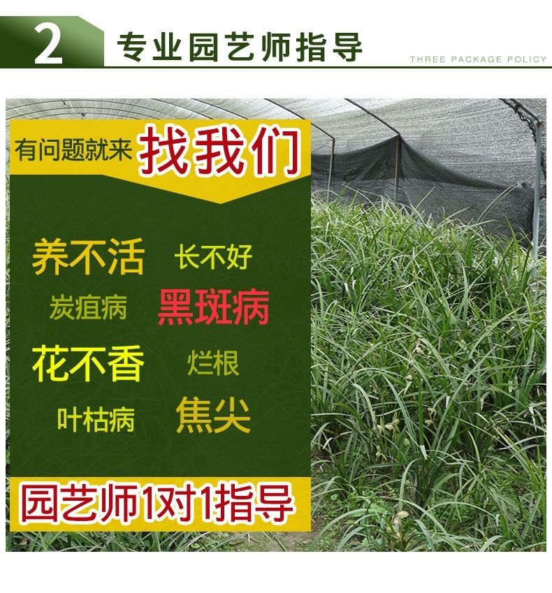  兰花建兰金边鹤艺香型《锦旗》