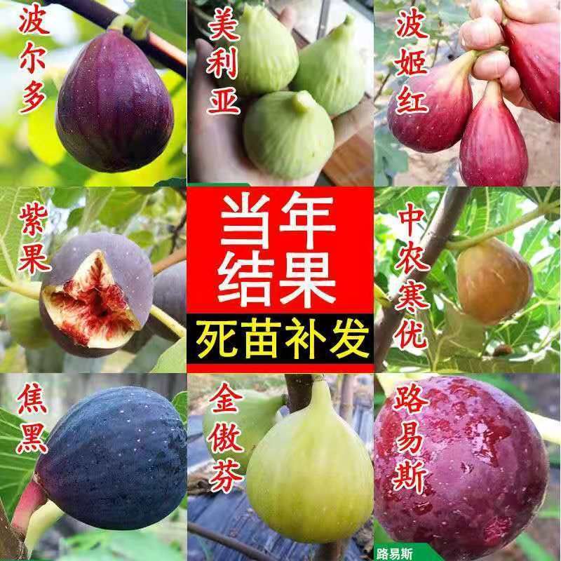 波姬红无花果苗 无花果树苗地载盆栽南方北方种植波姬红特大四季