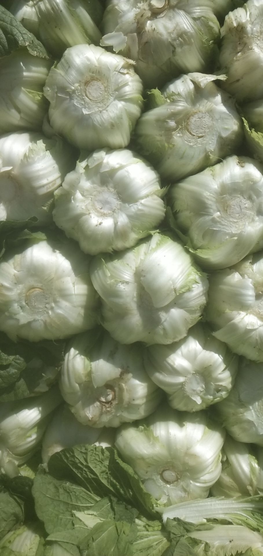 黄心大白菜  精品货。