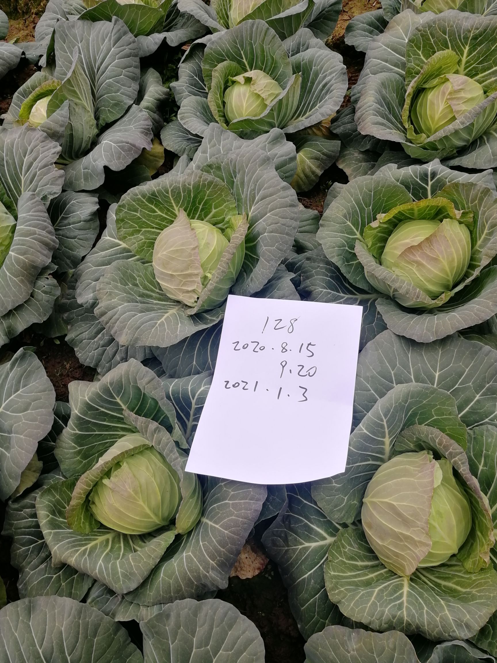 包菜种子  长江流域春季1月中旬大棚双膜覆盖，秋季七月底至八月底