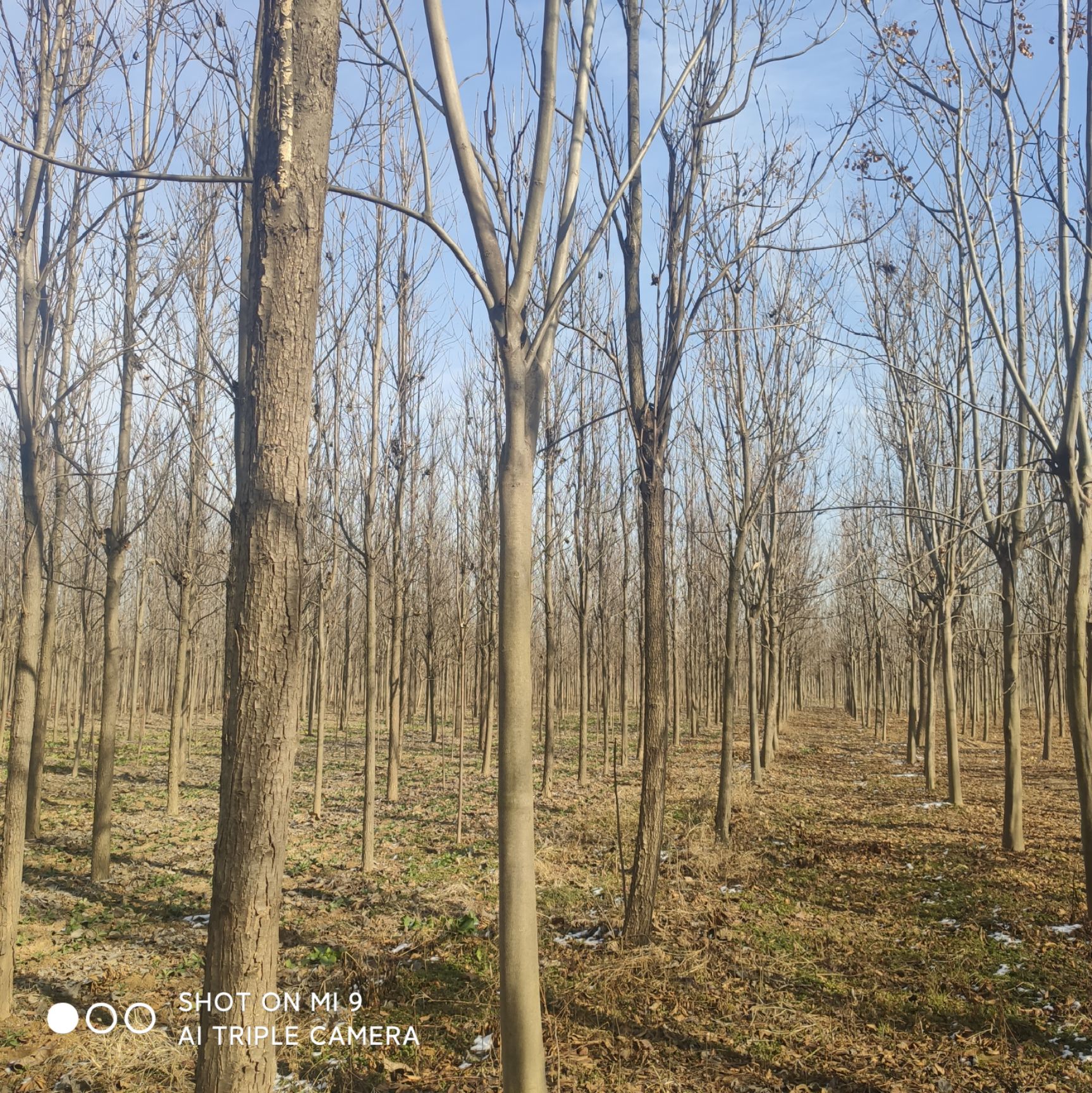 普通栾树 6-15公分栾树