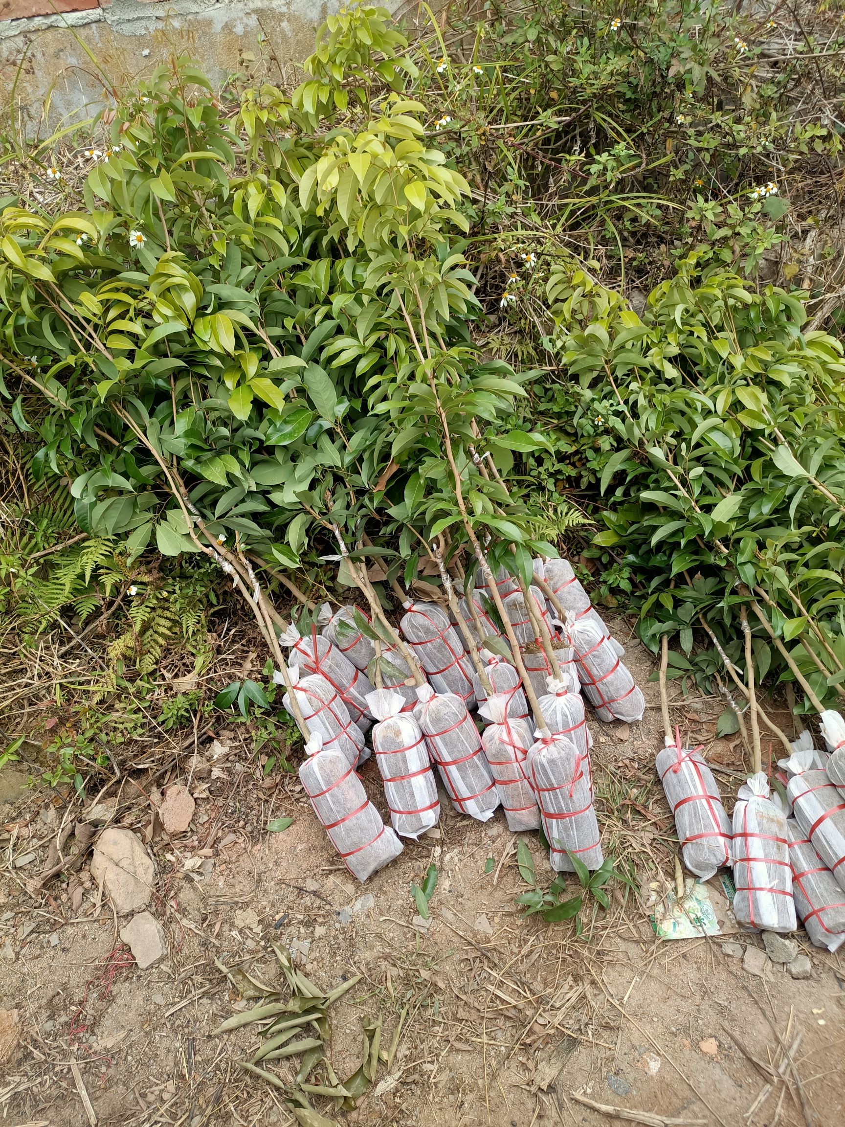 仙进奉荔枝苗  仙进俸荔枝嫁接两年苗包邮费发货