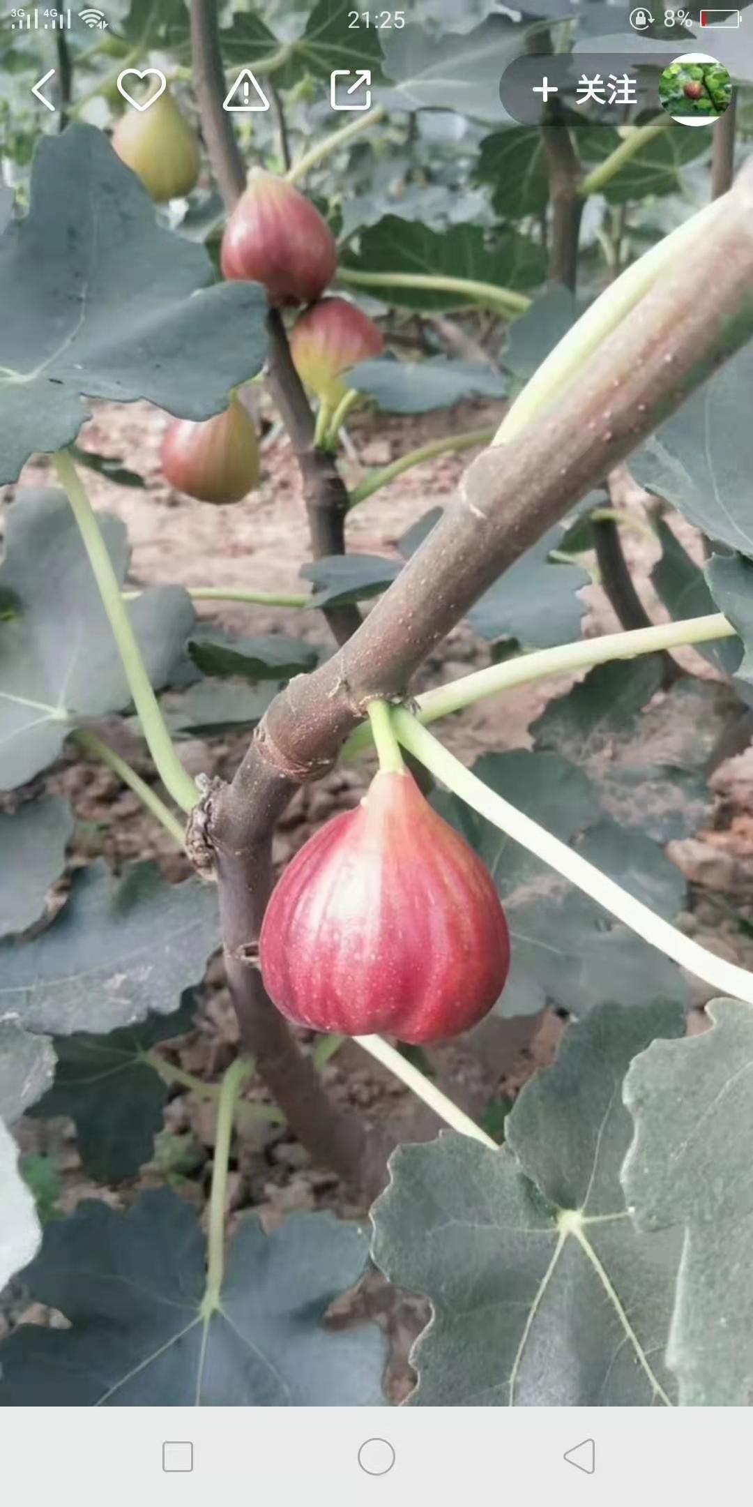 波姬红无花果苗 无花果树苗地载盆栽南方北方种植波姬红特大四季