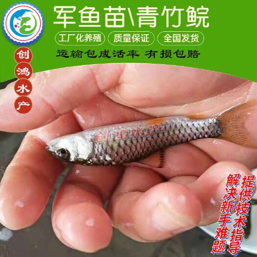 广州【淡水养殖】优质青竹鲩鱼苗 光倒刺鲃鱼苗  军鱼苗