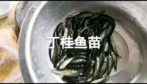 青鱼苗，成活高，量大从优，欢迎各位老板光临。