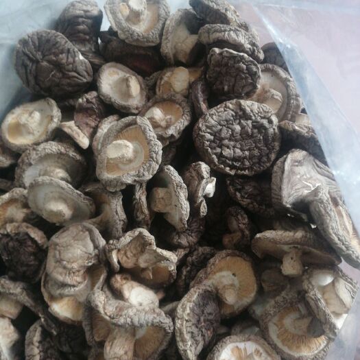 东莞市普通香菇 干香菇，批发