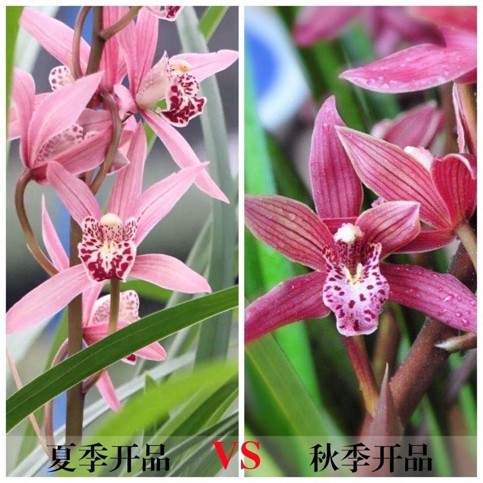  兰花大花香型《台北小姐》