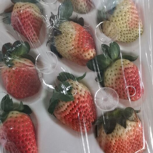 德昌县黔莓  大凉山露天甜草莓