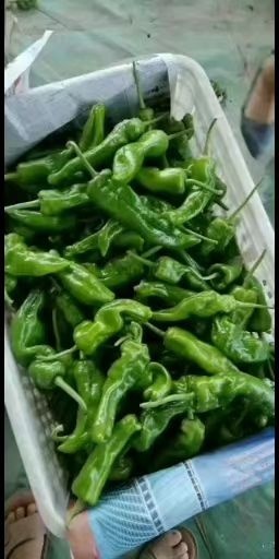 商丘红泡椒  河南商丘大量现货供应各种精品辣椒，精品泡椒，