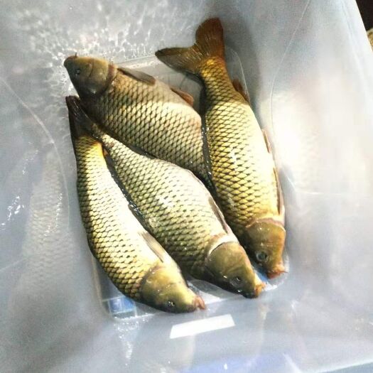 辰溪县 山泉水鲤鱼，外表金黄色，鱼肉鲜嫩美味……