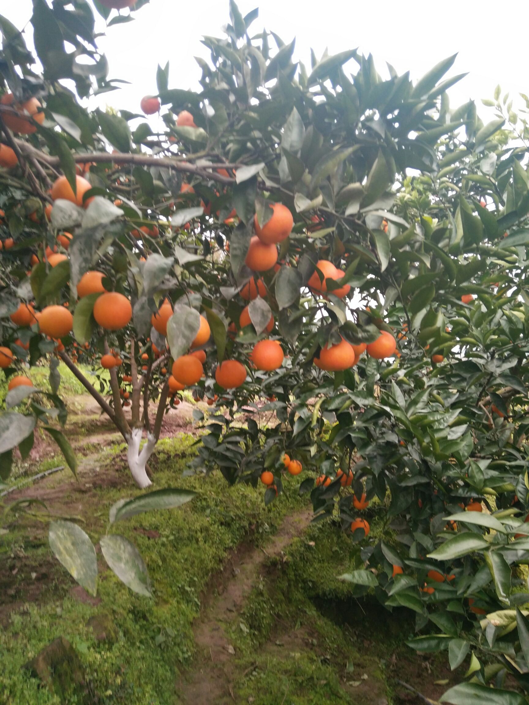  塔罗科血橙，皮红，肉红，脆嫩多汁，可食率高，富含花青素。