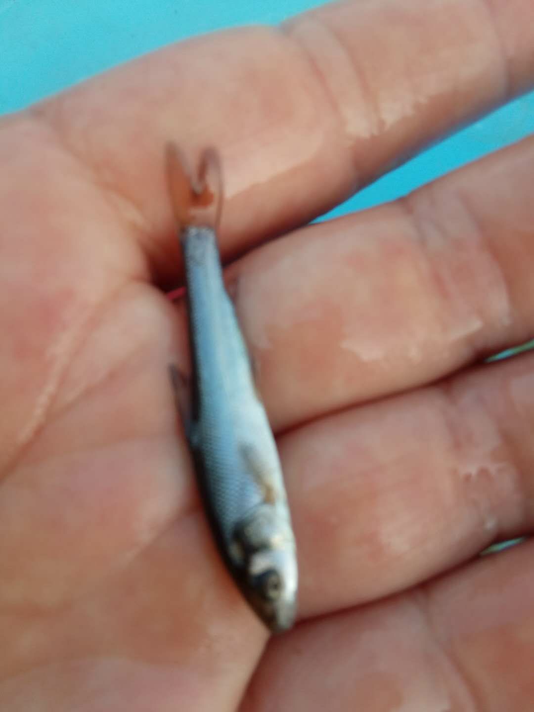 青鱼苗，不择水质，成活高，好饲养，欢迎各位光临。