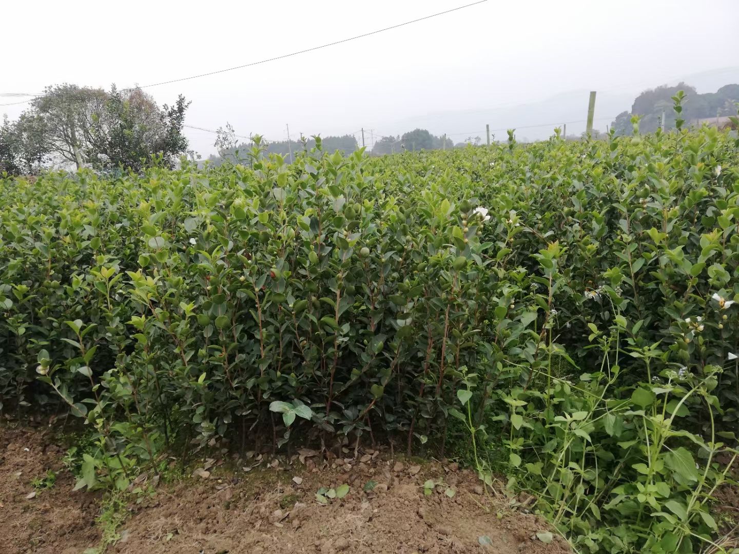 油茶树苗  油茶苗