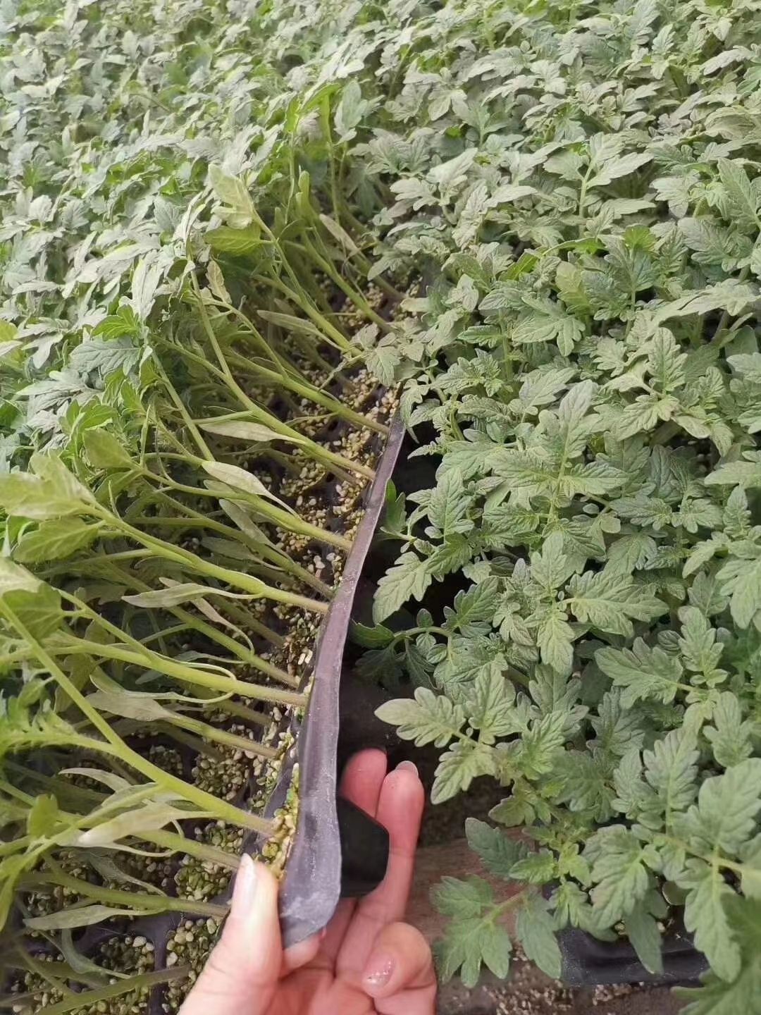 草莓西红柿苗铁皮西红柿带绿肩口感好薄皮适合采摘类生吃
