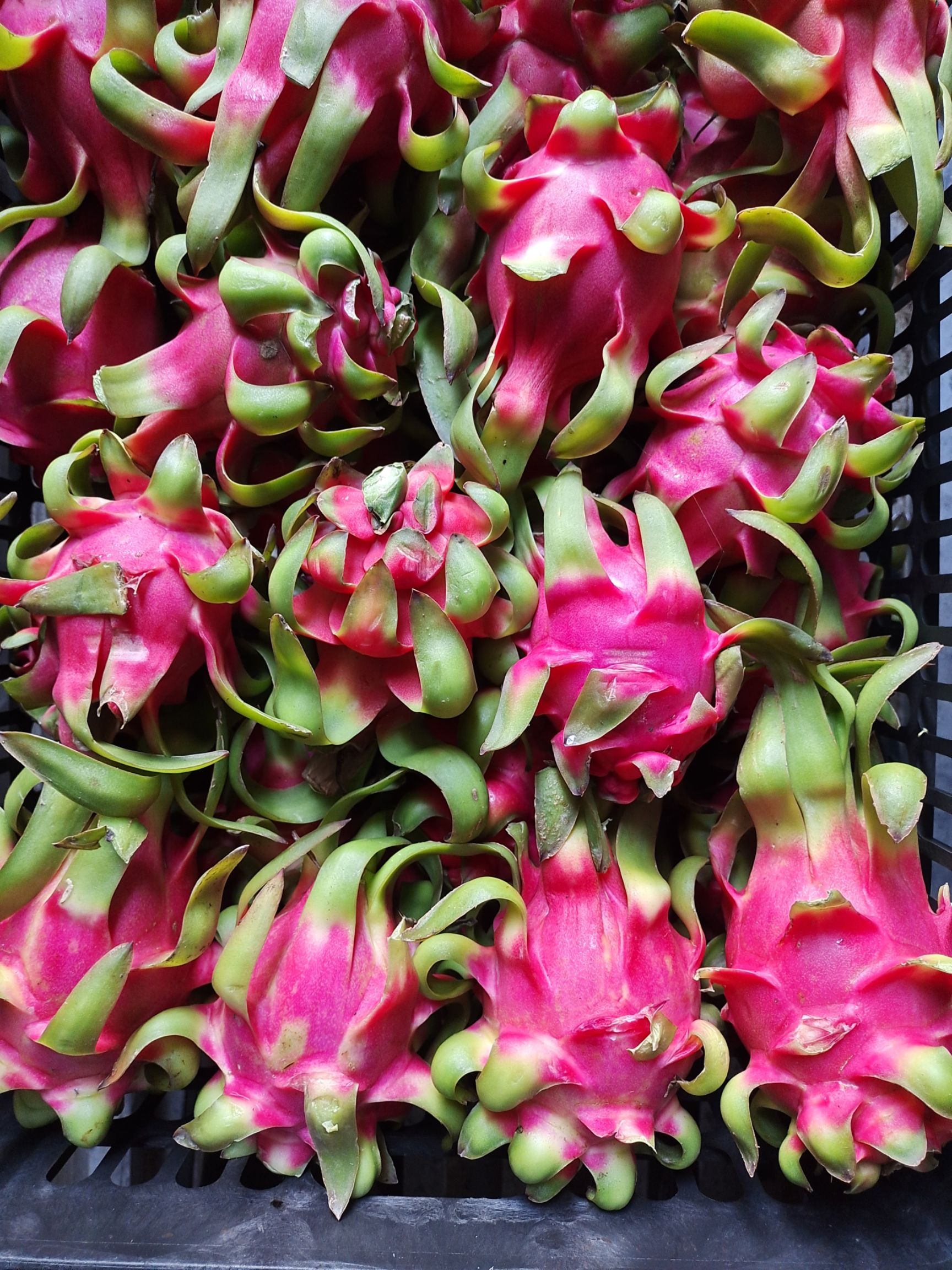  越南红心火龙果电商货，有需要的联系