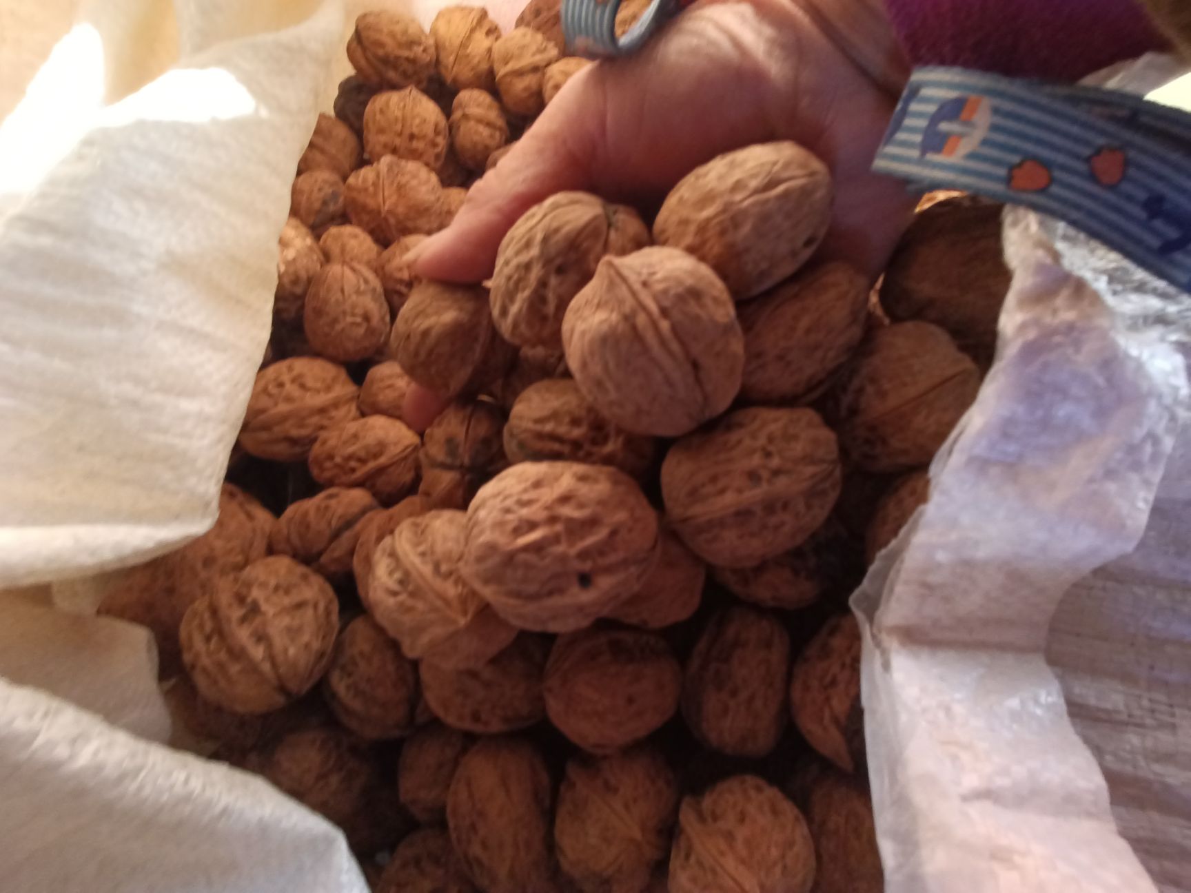 薄皮核桃  四川凉山核桃，香味浓油质高，货优价廉，从没见过农药，化肥。