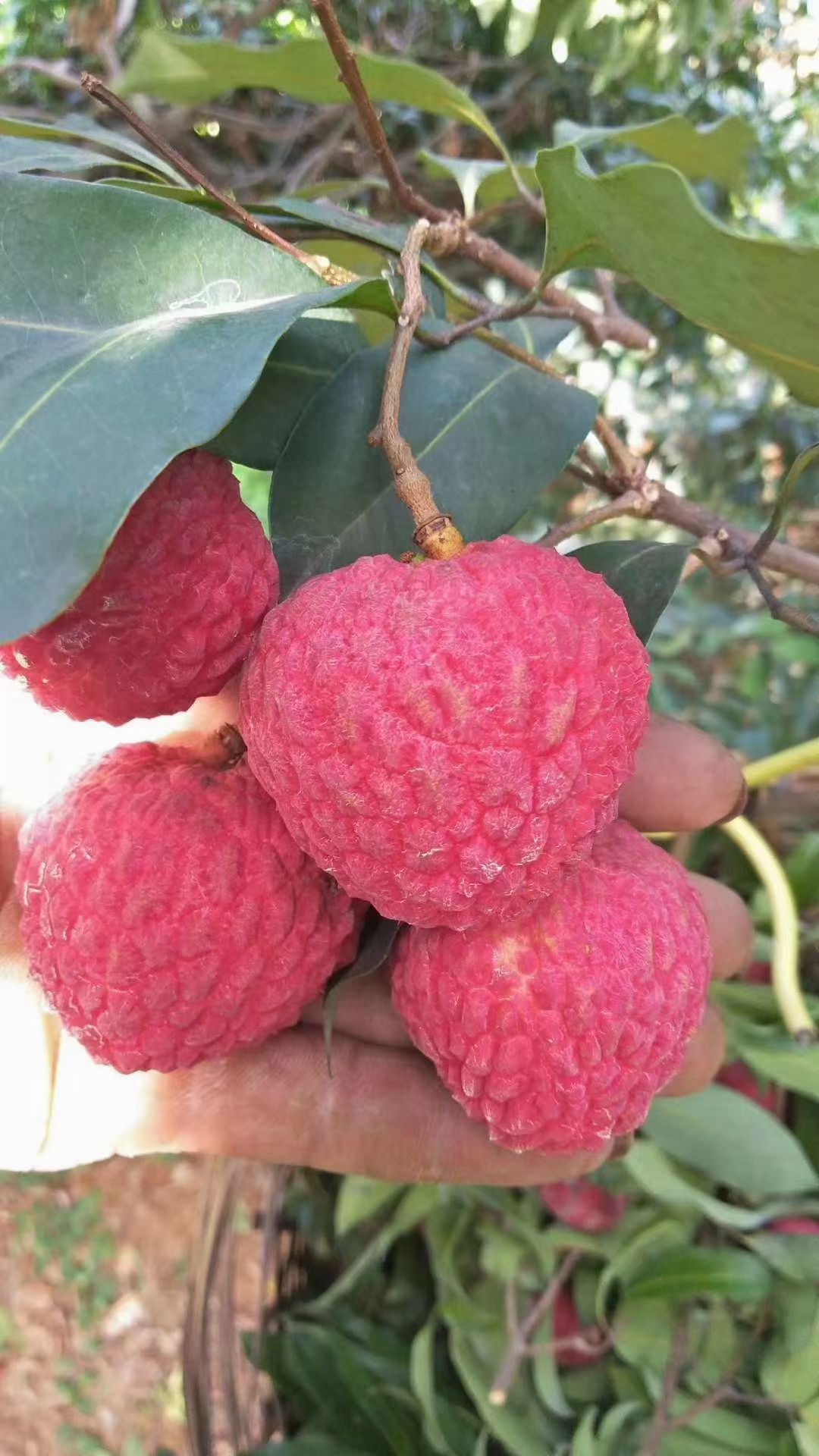 仙进奉荔枝苗  仙进俸荔枝嫁接两年苗包邮费发货