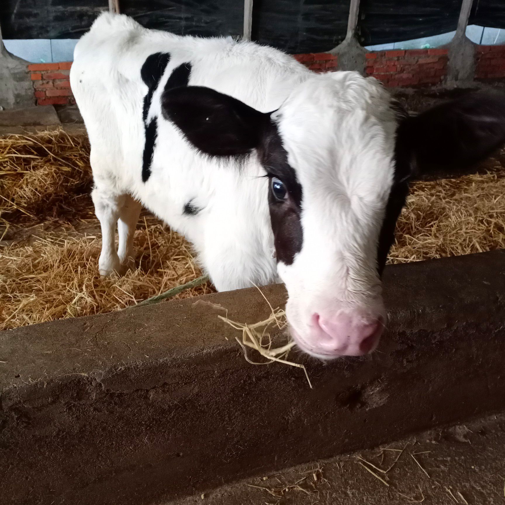 黑白花奶牛  奶公牛，奶母牛，杂交母牛，安格斯