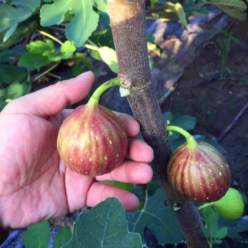 波姬红无花果苗 无花果树苗地载盆栽南方北方种植波姬红特大四季