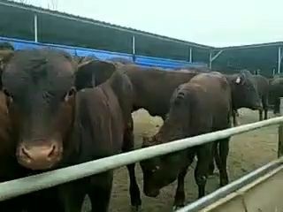 会理市黄牛  利木赞牛  大小利木赞肉牛生长快