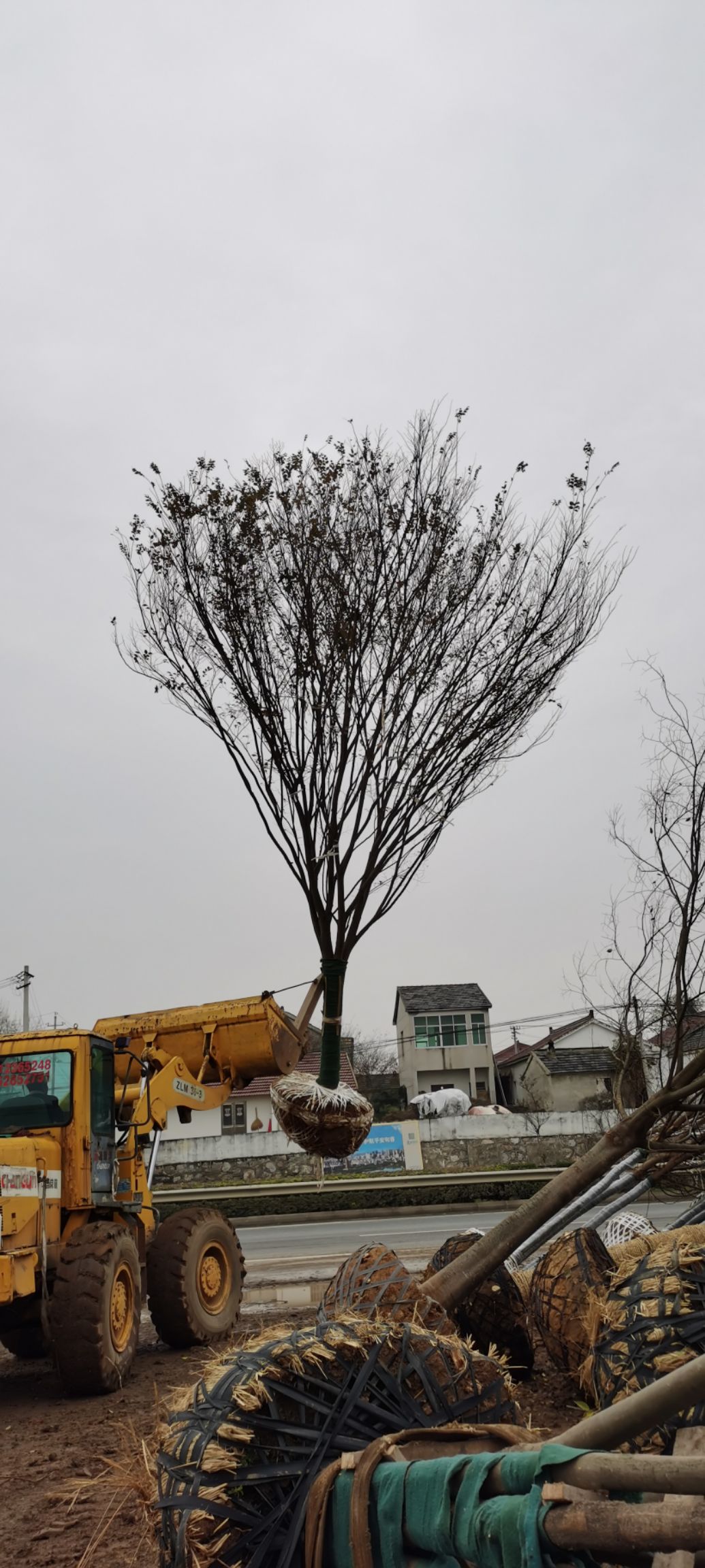 沙朴  朴树、乌桕