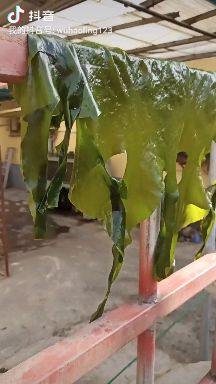 海白菜，裙带，裙带叶