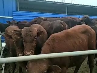 仁寿县黄牛  欢迎前来选购利木赞肉牛生长快
