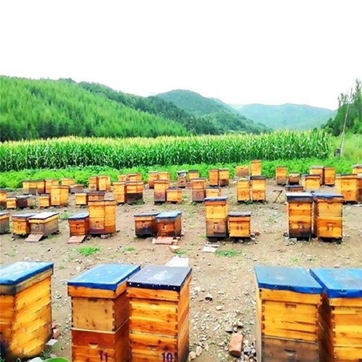 和龙市延边纯蜂蜜天然农家自产纯椴树蜜自产自销500g百花蜜