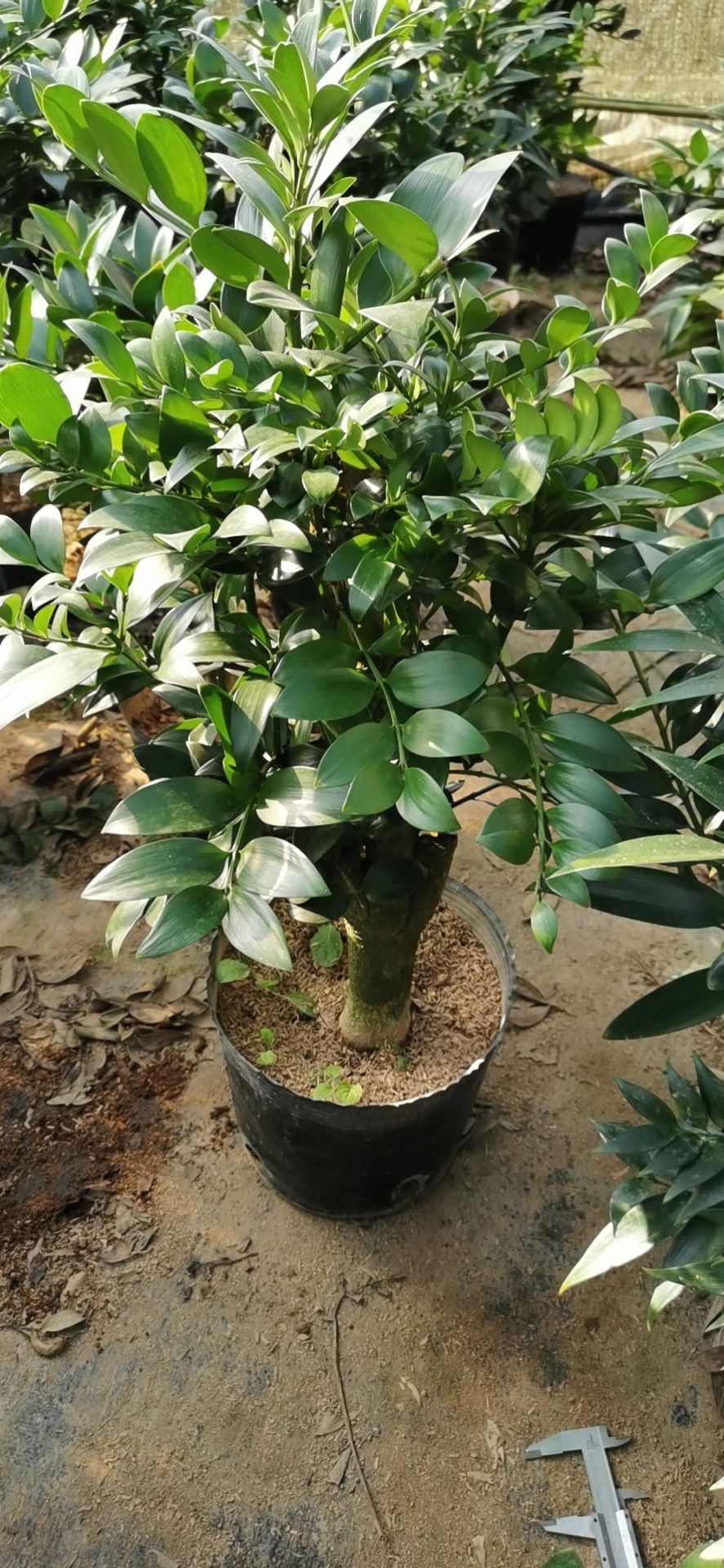 竹柏盆栽圆叶尖叶防驱蚊虫草清香型植物大办公室内好养客厅小绿植